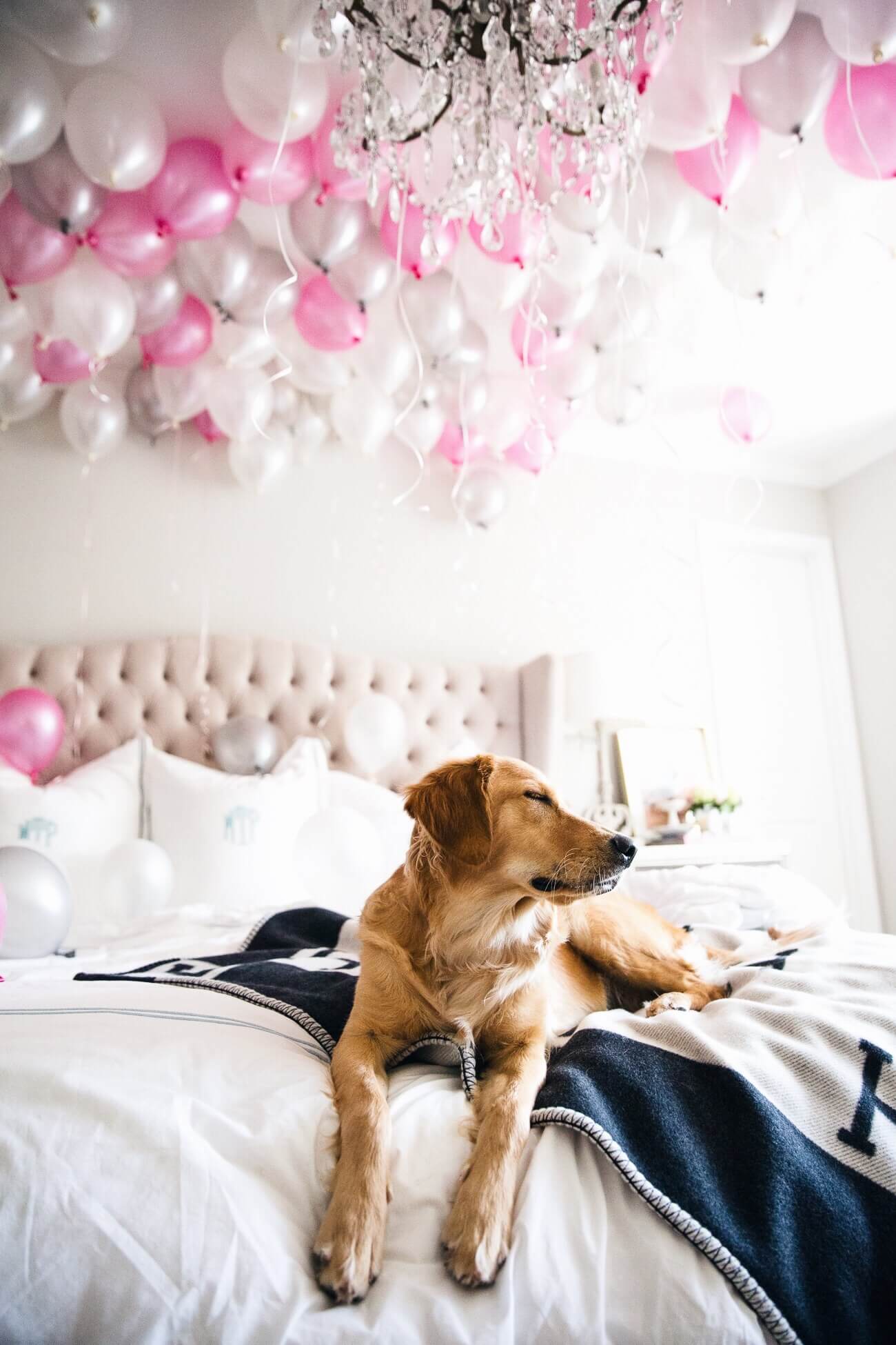 fashion blogger mia mia mine's golden retriever puppy