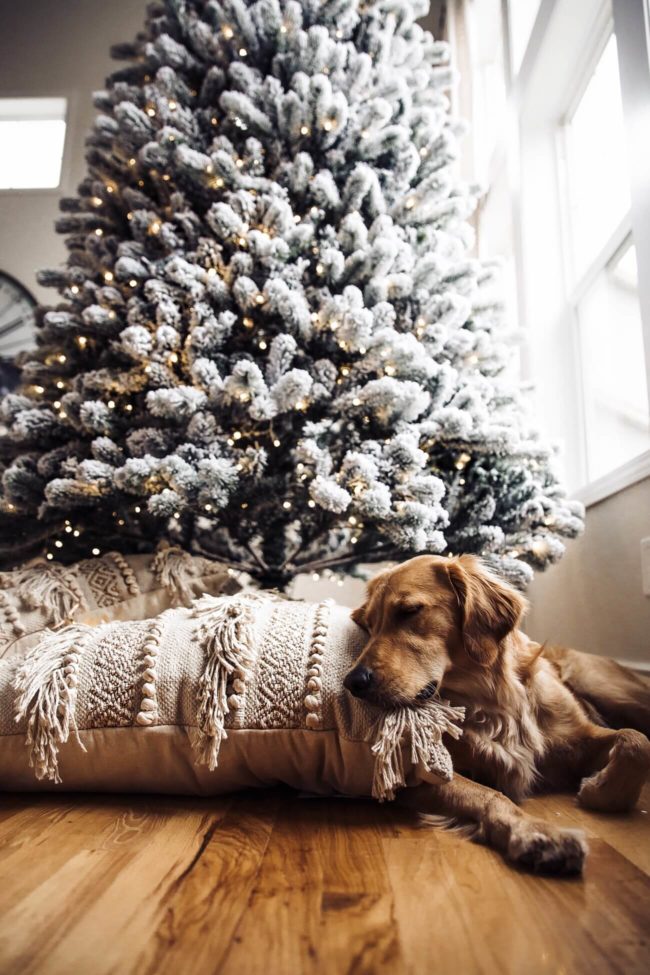 fashion blogger mia mia mine's golden retriever puppy sleeping