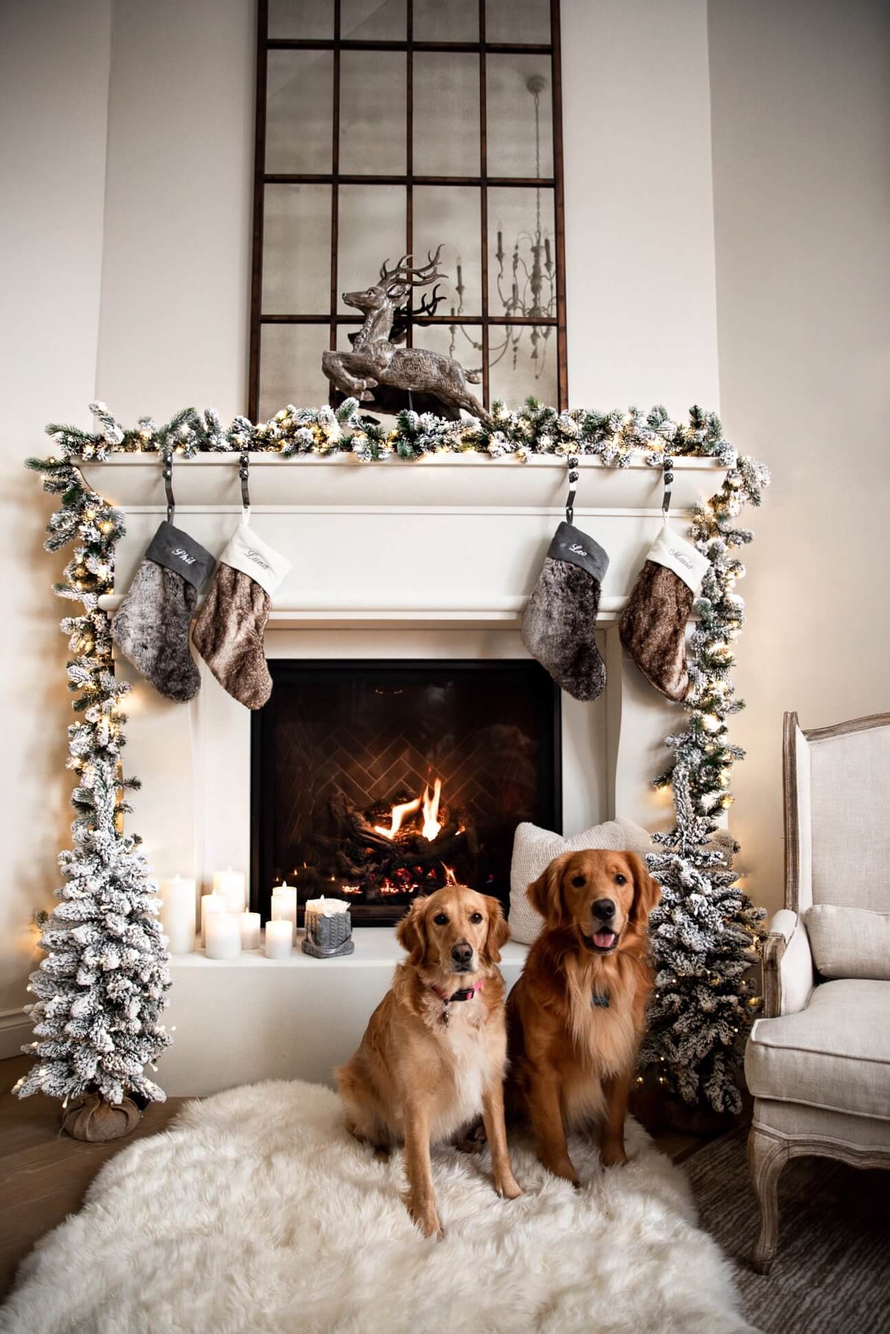 mia mia mine's golden retrievers in front of fireplace